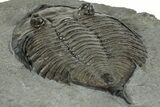 Dalmanites Trilobite Fossil - New York #308242-4